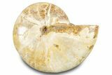 Jurassic Ammonite (Phylloceras) Fossil - Madagascar #283390-1